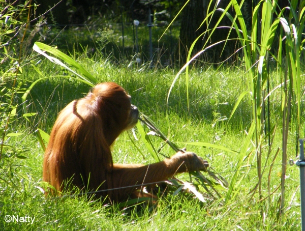 05 - Orang Utan beim Sortieren.jpg
